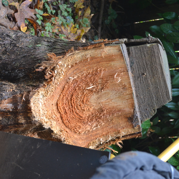 cedar stump