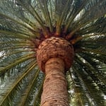Tree service