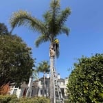 Tree service