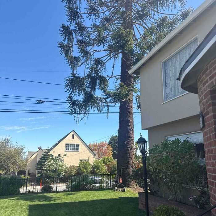 Tree service