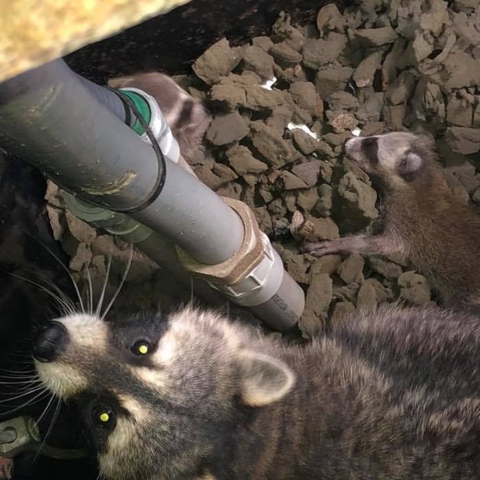 We saved a family today