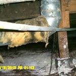 moldy crawlspace