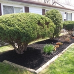 Mulching