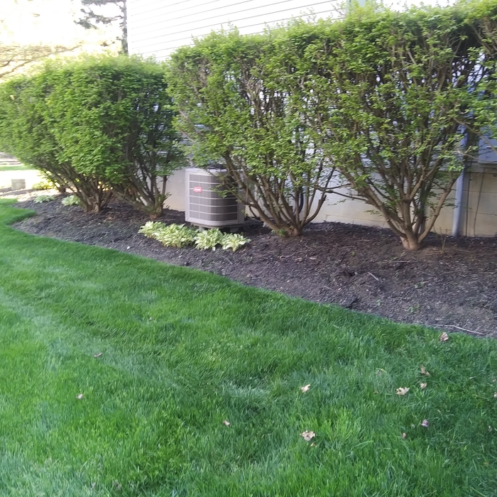 Lawn maintenance