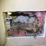 Starling nest
