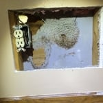 Starling nest removed