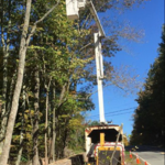 Tree Trim