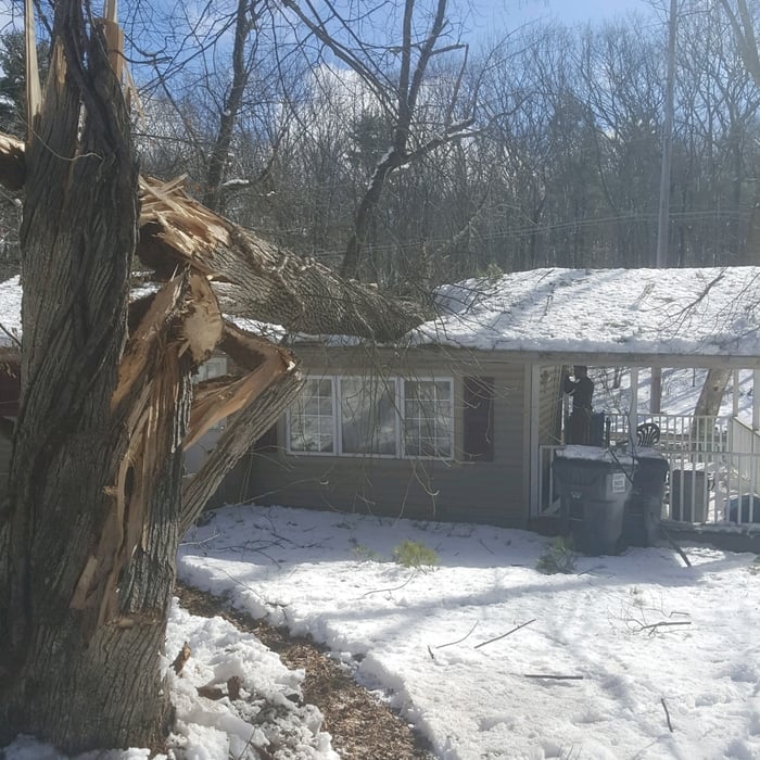 The 100 foot ash tree