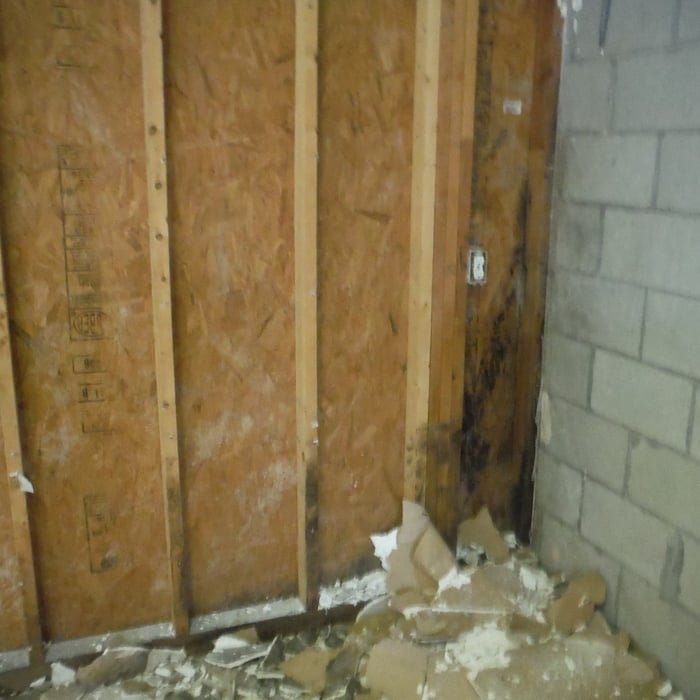 Black mold