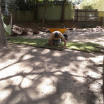 Laying the sod- During