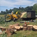 tree removal