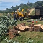 tree removal