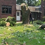 tree removal
