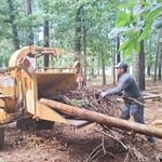 tree removal
