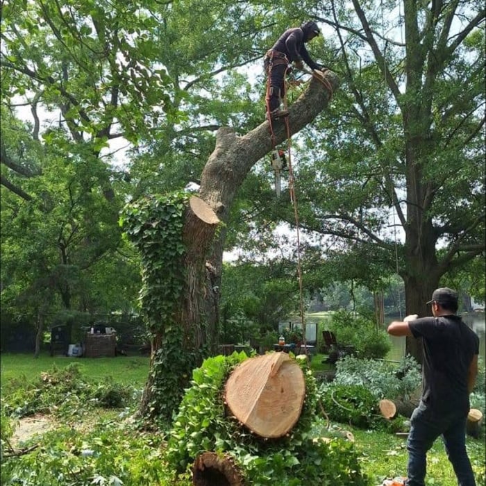 tree removal