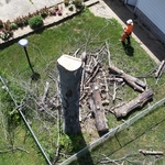 Dead Tree in Backyard