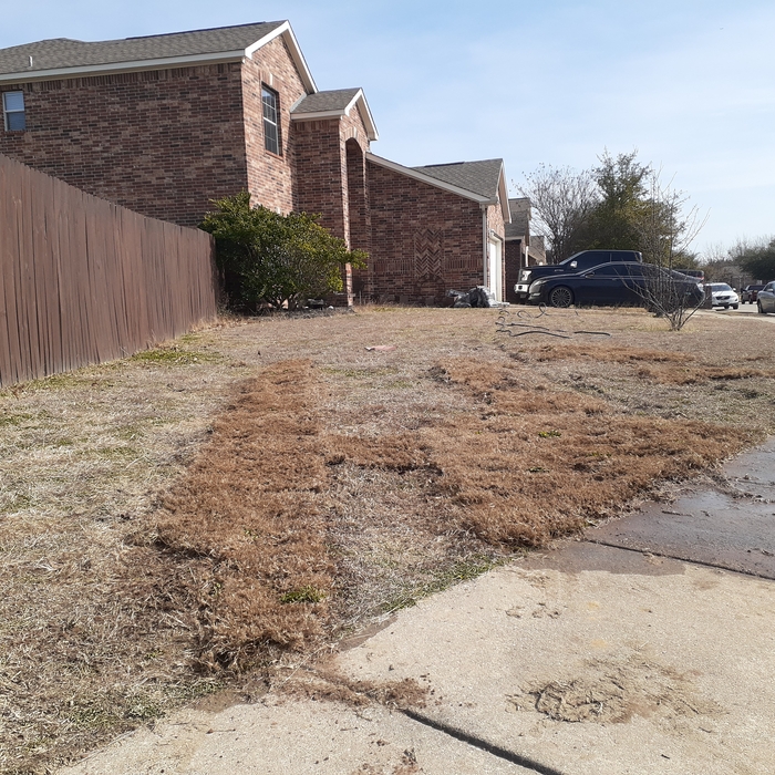 Front Yard