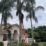 Palm trimming