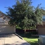 tree trim - before