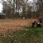 Leaf Removal