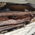 Dry rot