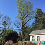 Poplar Removal