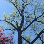 poplar
