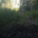 Clearing of Hunting Paths