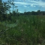 Clearing of Hunting Paths