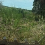 Clearing of Hunting Paths