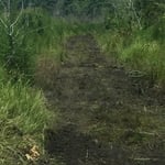 Clearing of Hunting Paths