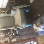 Rain Diamonds Wingback