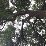 Tree Service