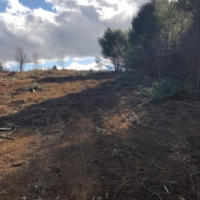 No More Trees