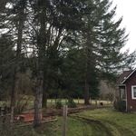 Trees
