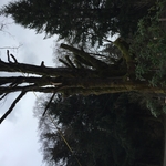 Tree clearing