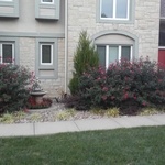 Shrub Trimming