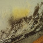 Moldy Wall from Water Intrusion