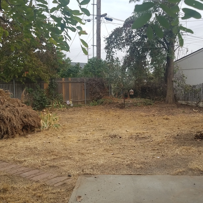 Back Yard Final Result