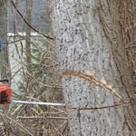 notching the trunk