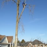 removing the tree one piece at a time