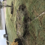 Stump