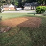 Stump Removed
