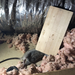 Rodent results