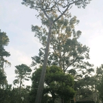 Monterey Pine
