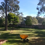 Monterey Pine Removed