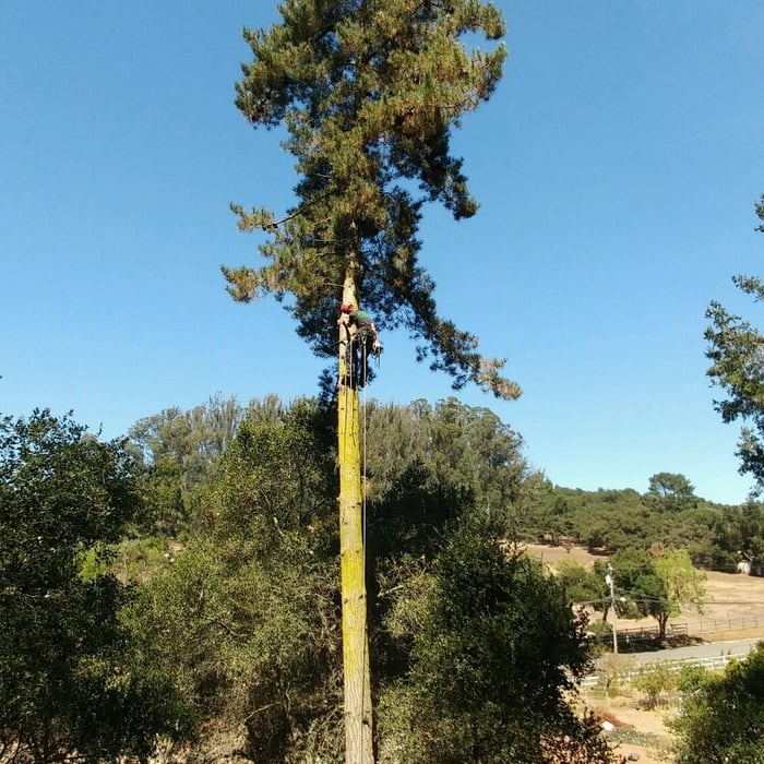 Removal of Leaning Pine 