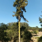 Pine 1