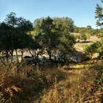 Pine 1