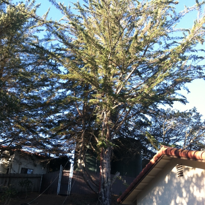 Cypress 1